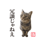 KIJIMARUスタンプ Part3（個別スタンプ：23）