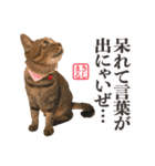 KIJIMARUスタンプ Part3（個別スタンプ：37）