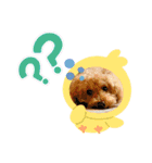 プーの日常。（個別スタンプ：3）