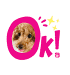 プーの日常。（個別スタンプ：4）