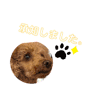 プーの日常。（個別スタンプ：16）