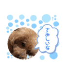 プーの日常。（個別スタンプ：27）