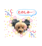 プーの日常。（個別スタンプ：28）