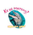 パラオのイルカスタンプ Dolphins Pacific（個別スタンプ：7）