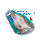パラオのイルカスタンプ Dolphins Pacific（個別スタンプ：10）