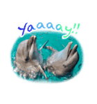パラオのイルカスタンプ Dolphins Pacific（個別スタンプ：15）