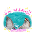 パラオのイルカスタンプ Dolphins Pacific（個別スタンプ：16）