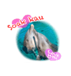 パラオのイルカスタンプ Dolphins Pacific（個別スタンプ：17）