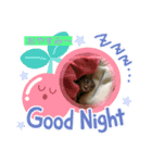 面白いスタンプ猫（個別スタンプ：1）