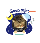 面白いスタンプ猫（個別スタンプ：2）