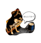 いぬ犬 ちびチワワ 毎日使える言葉（個別スタンプ：1）