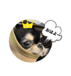 いぬ犬 ちびチワワ 毎日使える言葉（個別スタンプ：2）