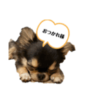 いぬ犬 ちびチワワ 毎日使える言葉（個別スタンプ：3）