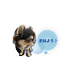 いぬ犬 ちびチワワ 毎日使える言葉（個別スタンプ：5）