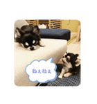 いぬ犬 ちびチワワ 毎日使える言葉（個別スタンプ：6）