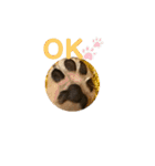 いぬ犬 ちびチワワ 毎日使える言葉（個別スタンプ：7）