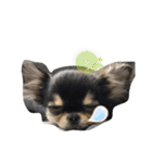 いぬ犬 ちびチワワ 毎日使える言葉（個別スタンプ：8）