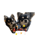 いぬ犬 ちびチワワ 毎日使える言葉（個別スタンプ：9）