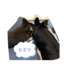 いぬ犬 ちびチワワ 毎日使える言葉（個別スタンプ：10）