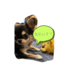 いぬ犬 ちびチワワ 毎日使える言葉（個別スタンプ：11）
