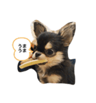 いぬ犬 ちびチワワ 毎日使える言葉（個別スタンプ：13）