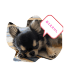 いぬ犬 ちびチワワ 毎日使える言葉（個別スタンプ：14）