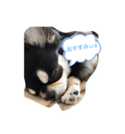 いぬ犬 ちびチワワ 毎日使える言葉（個別スタンプ：15）