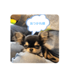 いぬ犬 ちびチワワ 毎日使える言葉（個別スタンプ：17）