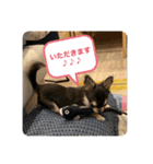 いぬ犬 ちびチワワ 毎日使える言葉（個別スタンプ：18）