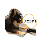 いぬ犬 ちびチワワ 毎日使える言葉（個別スタンプ：19）