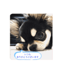 いぬ犬 ちびチワワ 毎日使える言葉（個別スタンプ：20）
