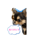 いぬ犬 ちびチワワ 毎日使える言葉（個別スタンプ：21）