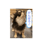 いぬ犬 ちびチワワ 毎日使える言葉（個別スタンプ：22）