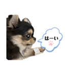 いぬ犬 ちびチワワ 毎日使える言葉（個別スタンプ：23）