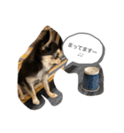 いぬ犬 ちびチワワ 毎日使える言葉（個別スタンプ：24）