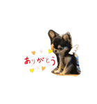 いぬ犬 ちびチワワ 毎日使える言葉（個別スタンプ：26）