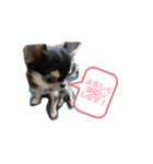 いぬ犬 ちびチワワ 毎日使える言葉（個別スタンプ：29）