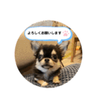 いぬ犬 ちびチワワ 毎日使える言葉（個別スタンプ：30）