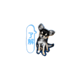 いぬ犬 ちびチワワ 毎日使える言葉（個別スタンプ：31）