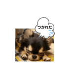 いぬ犬 ちびチワワ 毎日使える言葉（個別スタンプ：34）