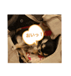 いぬ犬 ちびチワワ 毎日使える言葉（個別スタンプ：35）