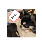 いぬ犬 ちびチワワ 毎日使える言葉（個別スタンプ：36）