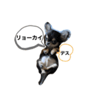 いぬ犬 ちびチワワ 毎日使える言葉（個別スタンプ：37）