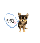 いぬ犬 ちびチワワ 毎日使える言葉（個別スタンプ：38）