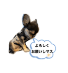いぬ犬 ちびチワワ 毎日使える言葉（個別スタンプ：40）