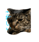 猫スタンプ仲良し2匹（個別スタンプ：1）