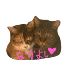 猫スタンプ仲良し2匹（個別スタンプ：2）