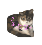 猫スタンプ仲良し2匹（個別スタンプ：3）