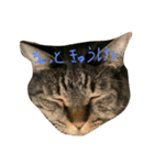 猫スタンプ仲良し2匹（個別スタンプ：4）