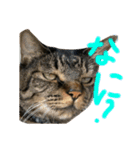 猫スタンプ仲良し2匹（個別スタンプ：6）
